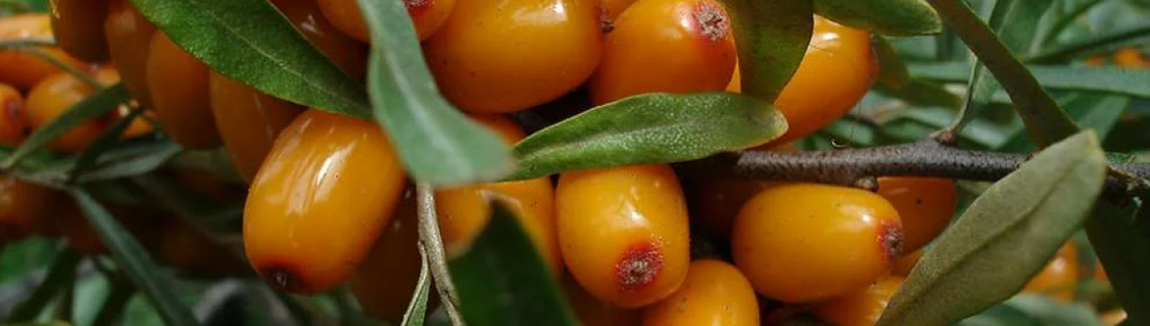 Описание облепихи Августина, её посадка и уход