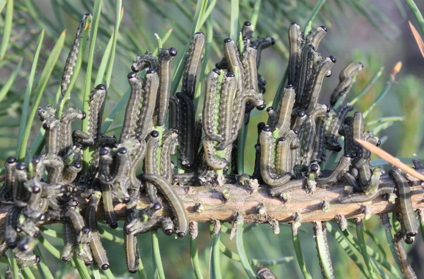 Пилильщик на сосне Пилильщик на сосне