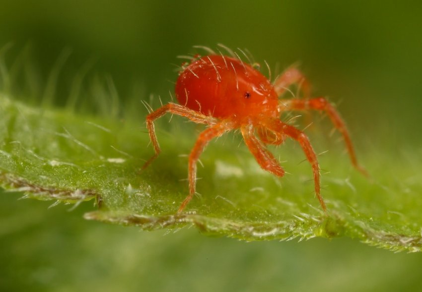 Паутинный клещ Паутинный клещ