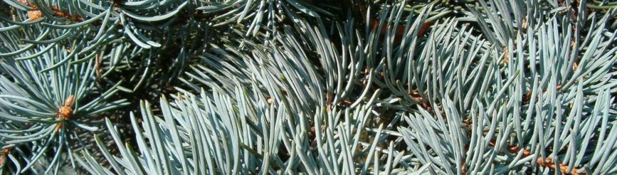 Описание ель Костер, её посадка и уход за деревом