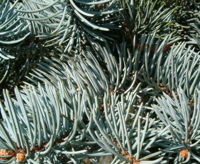 Описание ель Костер, её посадка и уход за деревом