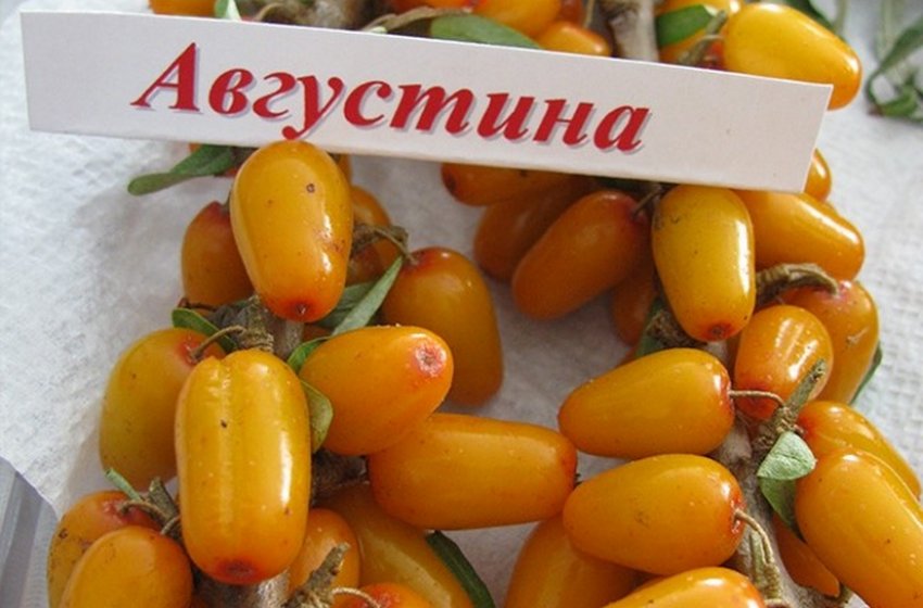 Облепиха Августина