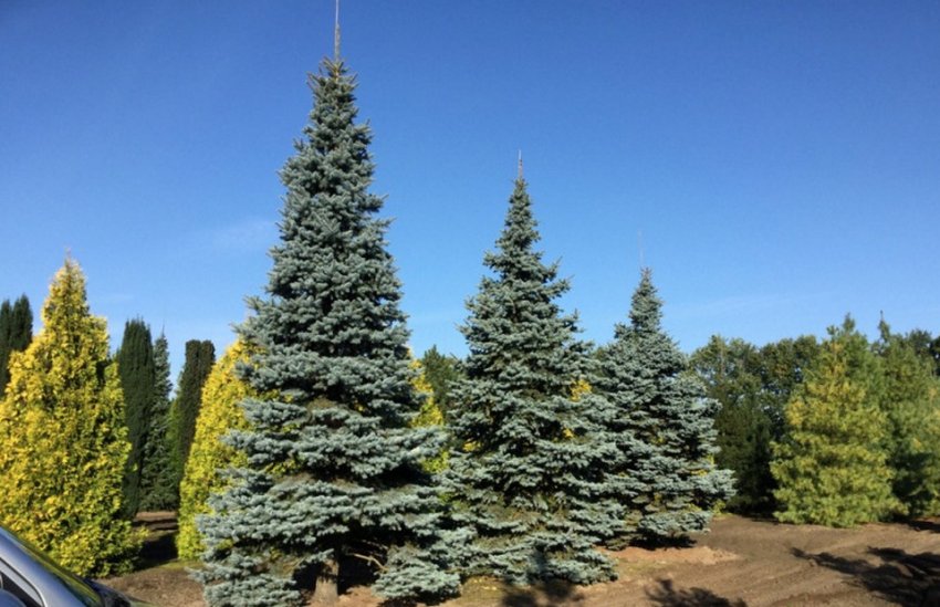 Колючая ель Костер Колючая ель Костер