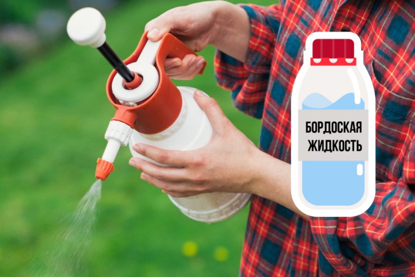 Опрыскивание облепихи от болезней