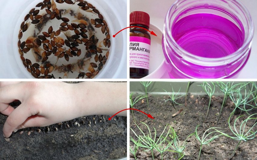 Сосна из семян