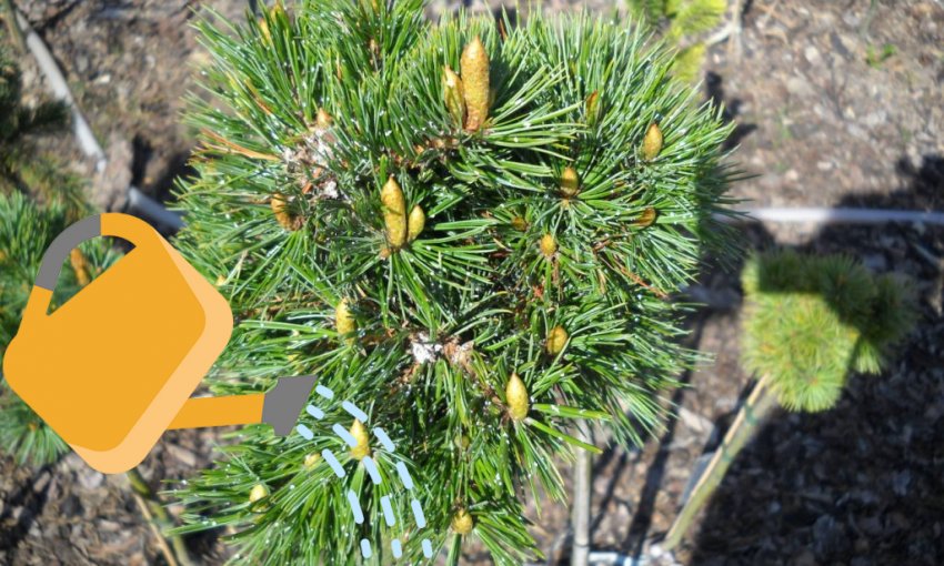 Полив сосны Банкса