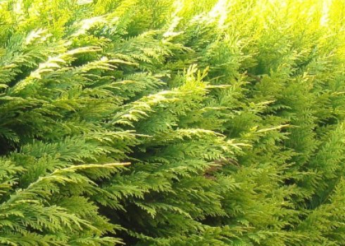 Кипарисовик Лавсона Ивонне: описание растения, особенности выращивания