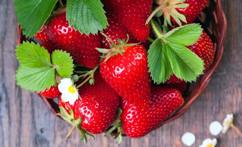 На Ставрополье завершили строительство теплицы по выращиванию клубники