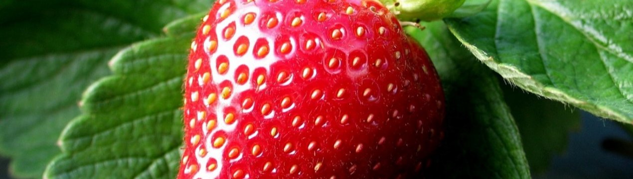 На Ставрополье завершили строительство теплицы по выращиванию клубники