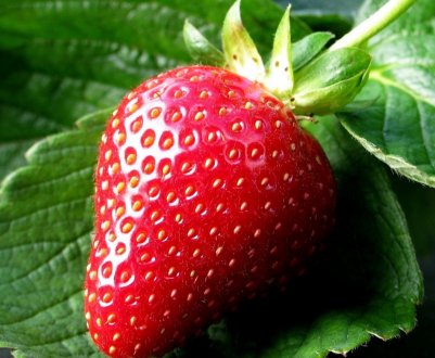 На Ставрополье завершили строительство теплицы по выращиванию клубники