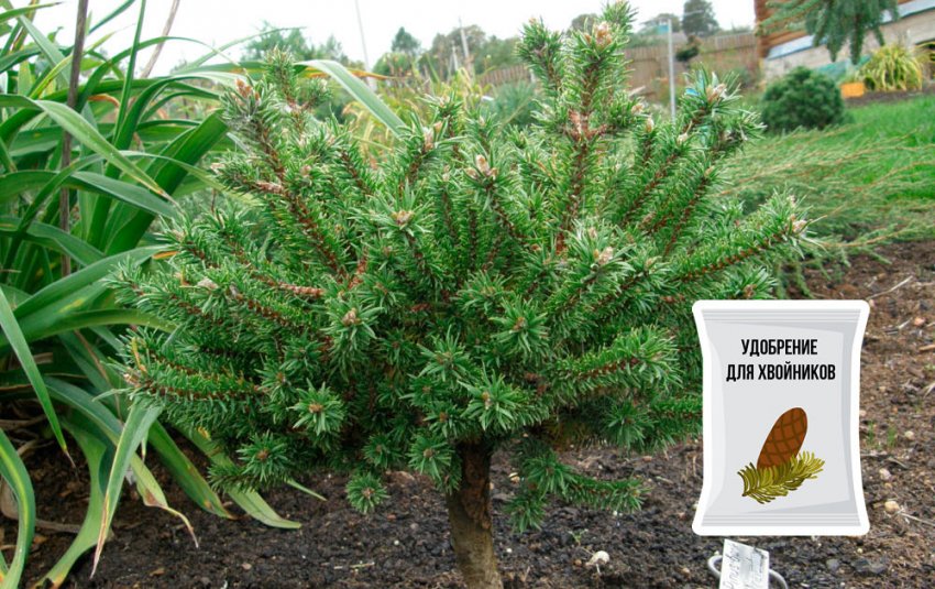 Удобрение сосны Банкса