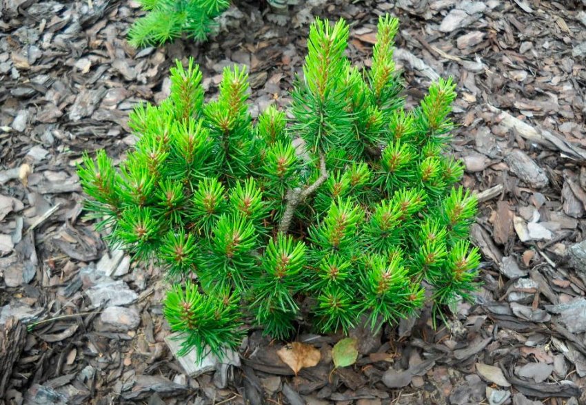 Мульчирование сосны