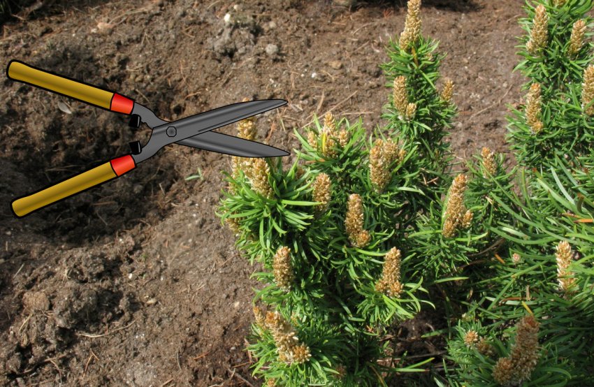 Обрезка сосны Банкса