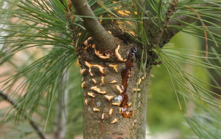 Ржавчина сосны