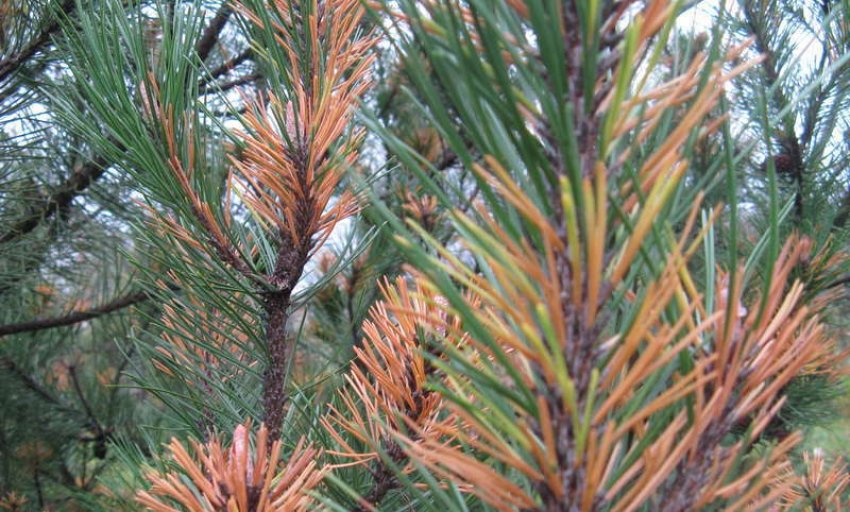 Фузариоз сосны