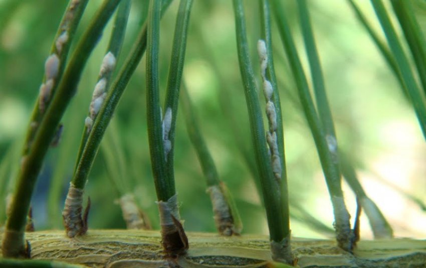 Сосновые щитовки