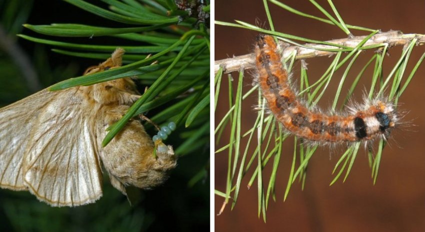 Сосновый шелкопряд