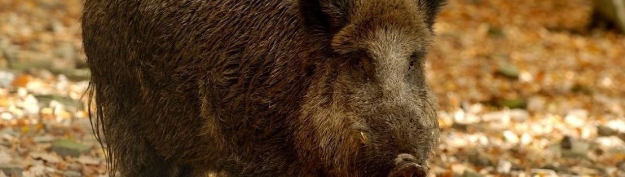 На побережье Дании выявили трупы кабанов