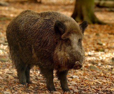 На побережье Дании выявили трупы кабанов