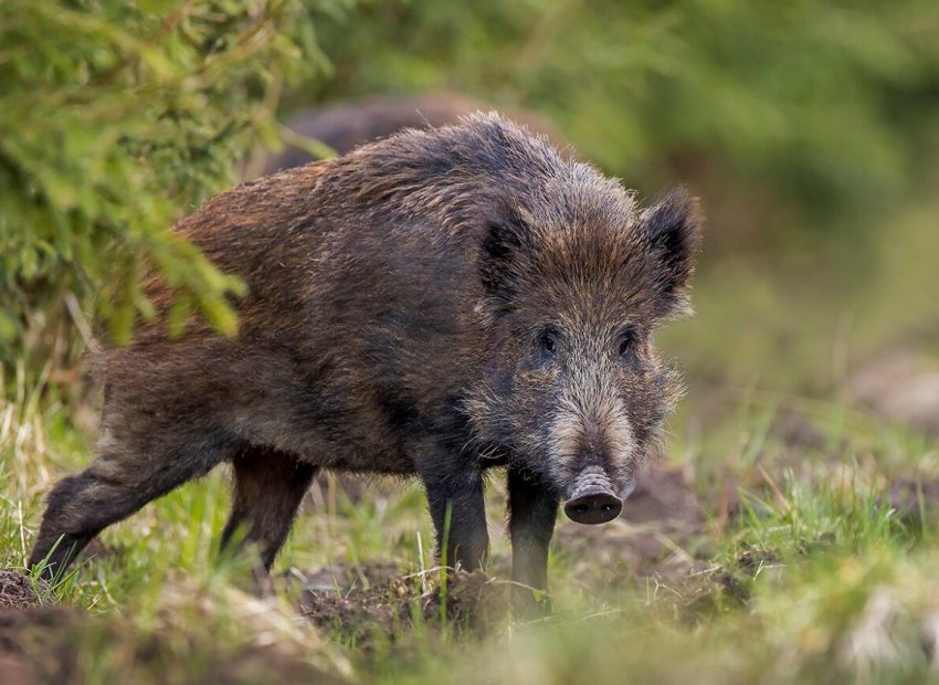 На побережье Дании выявили трупы кабанов На побережье Дании выявили трупы кабанов