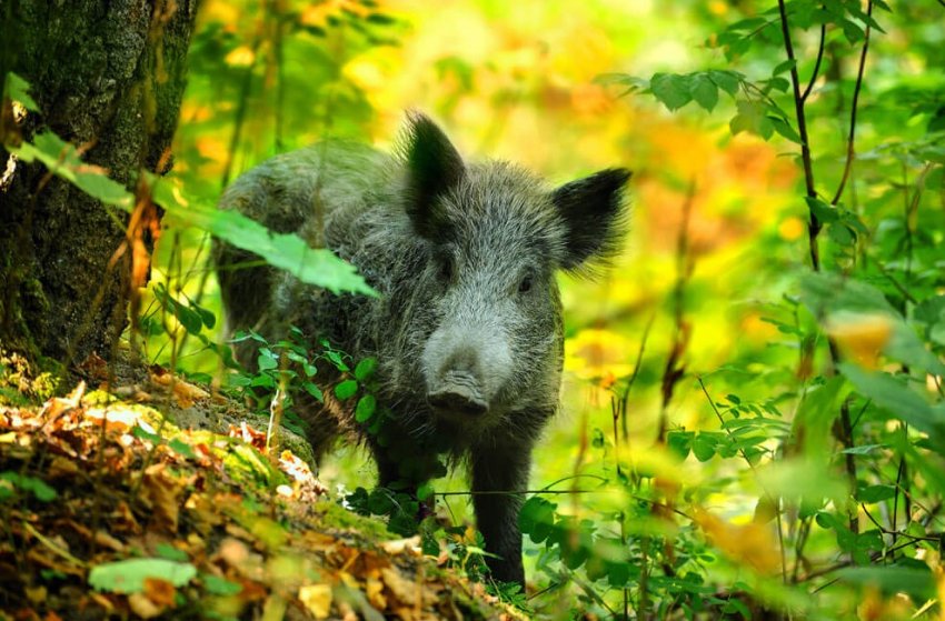 На побережье Дании выявили трупы кабанов На побережье Дании выявили трупы кабанов