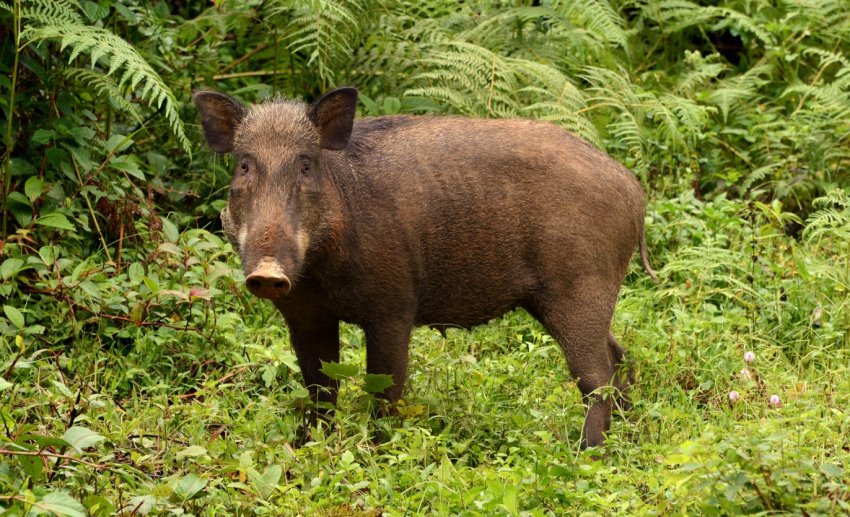 На побережье Дании выявили трупы кабанов На побережье Дании выявили трупы кабанов
