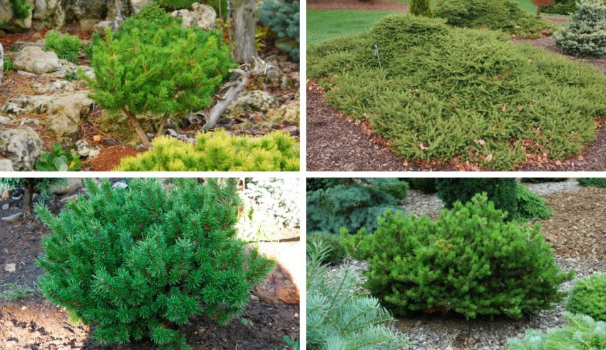 Сосны Банкса в ландшафтном дизайне