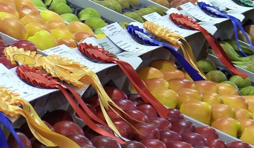 Британский фермер выращивает груши, которые помогают от похмелья Британский фермер выращивает груши, которые помогают от похмелья