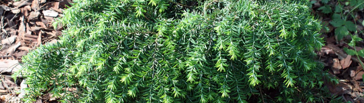 	Особенности, посадка и уход за тсугой Джедделох