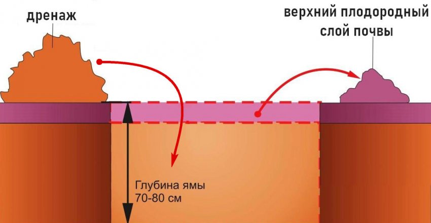 Подготовка посадочной ямы для тсуги