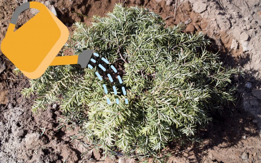 Полив и дождевание тсуги Джедделох