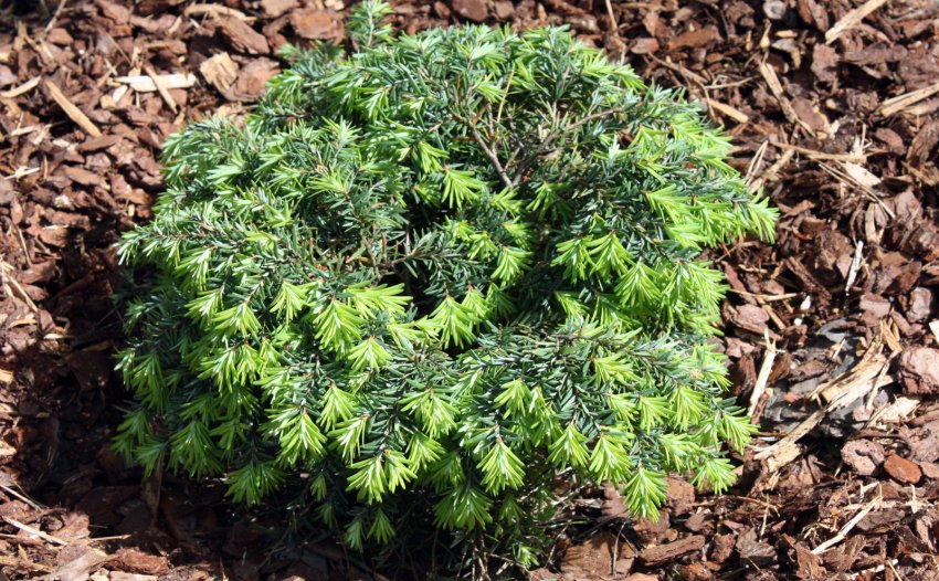 Тсуга Джедделох