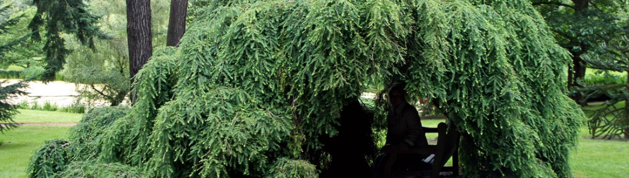 Описание и выращивание тсуги канадской Пендула