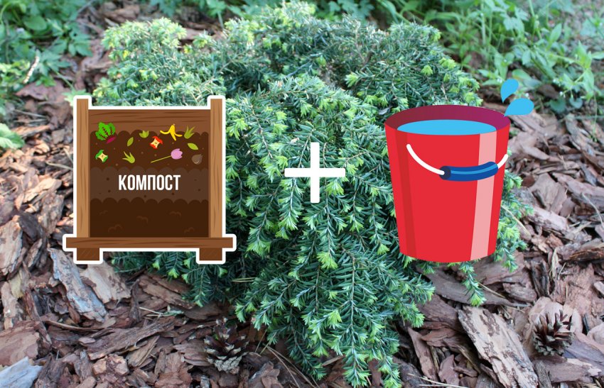 Удобрение тсуги Джедделох