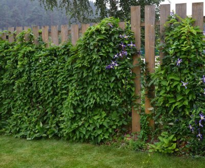 Формирование и обрезка китайского лимонника