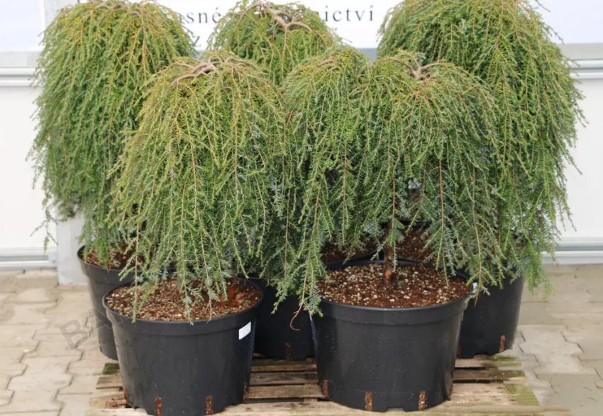 Тсуга канадская Пендула саженцы Тсуга канадская Пендула саженцы