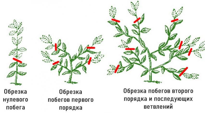 Как подрезать лимонник китайский осенью. Смотреть фото Как подрезать лимонник китайский осенью. Смотреть картинку Как подрезать лимонник китайский осенью. Картинка про Как подрезать лимонник китайский осенью. Фото Как подрезать лимонник китайский осенью