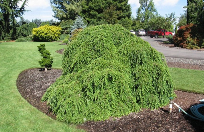 Тсуга канадская Пендула Тсуга канадская Пендула