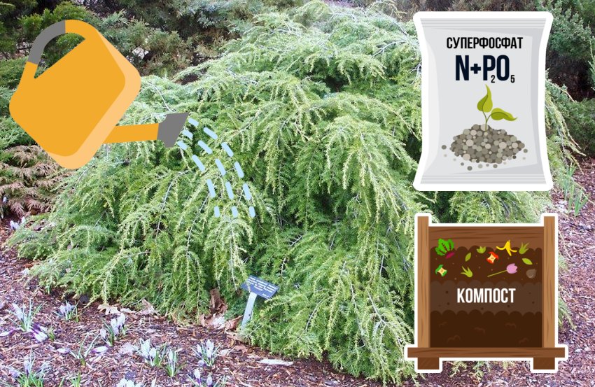 Полив и подкормка Полив и подкормка