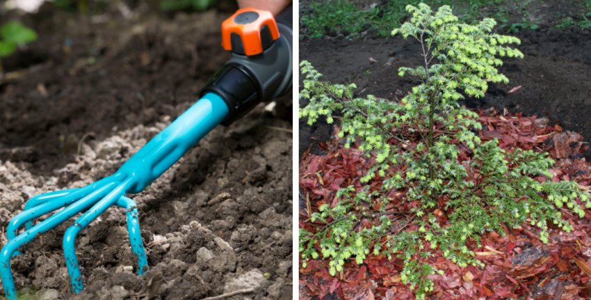 Рыхление и мульчирование Рыхление и мульчирование