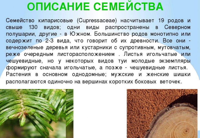 Кипарис и кипарисовик в чем разница. Смотреть фото Кипарис и кипарисовик в чем разница. Смотреть картинку Кипарис и кипарисовик в чем разница. Картинка про Кипарис и кипарисовик в чем разница. Фото Кипарис и кипарисовик в чем разница