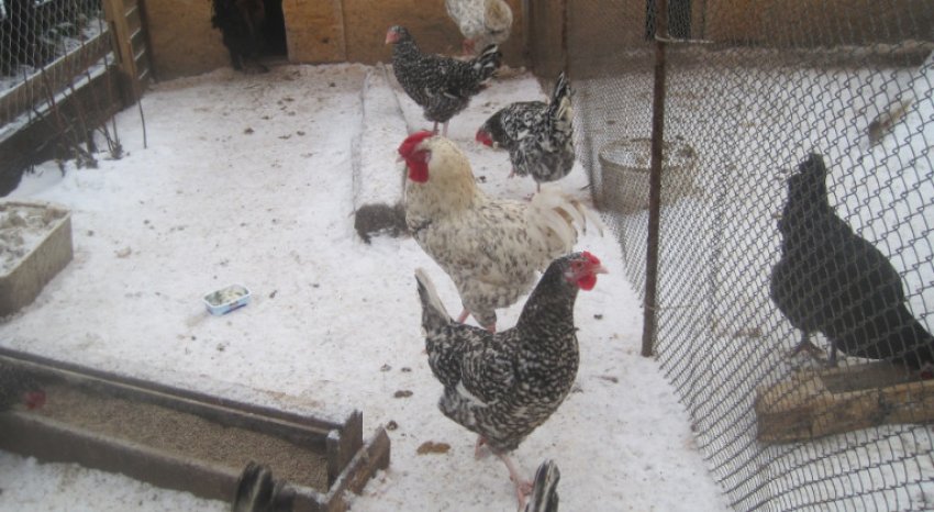 Дворик для вигулу