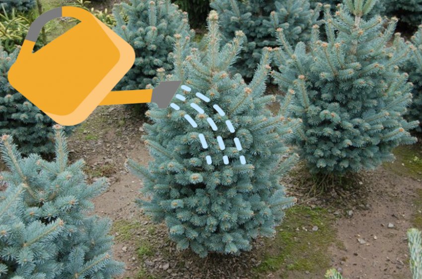 Полив пихты Полив пихты