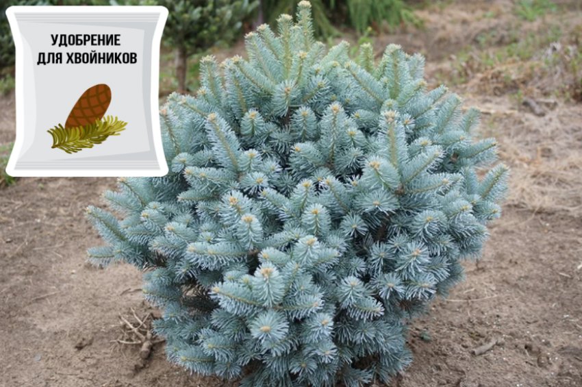 Удобрение пихты Удобрение пихты