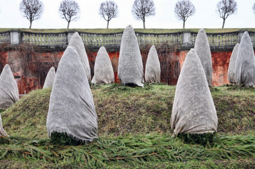 Подготовка пихты к зиме Подготовка пихты к зиме