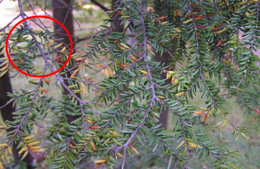 Тсуга Тсуга