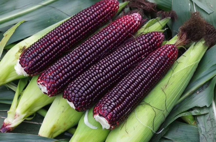 Вьетнамские фермеры успешно выращивают экзотические фрукты Вьетнамские фермеры успешно выращивают экзотические фрукты