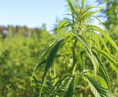 Немецкий аграрий оздоравливает почву коноплёй