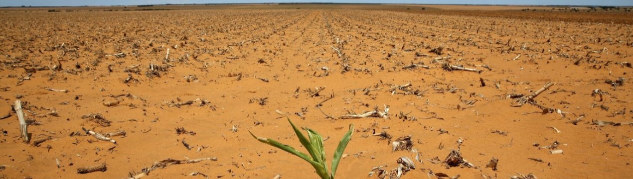 Засуха в Южной Африке пожирает скот и урожай