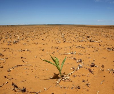 Засуха в Южной Африке пожирает скот и урожай